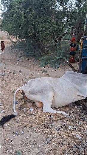 cows urinating while loaded