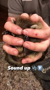 Did y’all know raccoons purr? 🤯🦝 (via jeffmandery/TT) #reels #raccoon #animals #purr | The Practical Sportsman