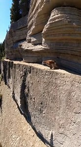 POV footage of a hiker retreating as a cougar lunges from the forest, raw handheld survival action. #WildEncounterZone #CougarEncounter #HikerPOV #SurvivalTension #WildlifeCloseCall #OutdoorAdventure | Wild Encounter Zone