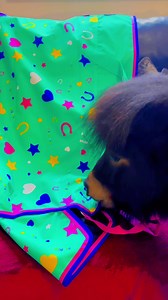 13K views · 1.5K reactions | ❤️ Pony model Patrick ❤️ doing his stuff on the pony walk lol  | The Adventures Of Patrick The Pony | Facebook