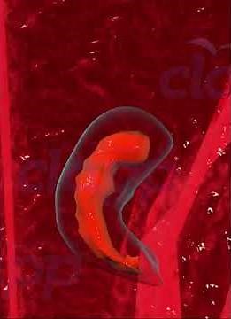 Fetal development Embryonic stage 3D animation.