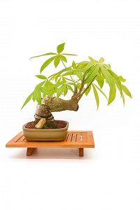 Mature 15-year-old Pachira Aquatica – “money Tree” Bonsai in Elegant Glazed Pot - Etsy Canada