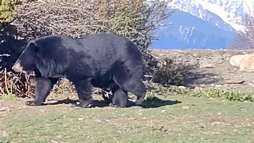 19K views · 249 reactions | Good morning from Lhasa, #China. This Asian Black Bear (亚洲黑熊,Ursus thibetanus) -- living in southern #Tibet (Xizang) autonomous region -- hopes you all have a wonderful day. BTW, it is under second-class state protection. ❤照民 ❤❤❤ #Chinese #nature #birds #wildlife #travel #peace #beauty #神奇动物在西藏 | Lin hillside | Facebook