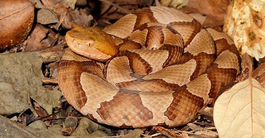 What Do Copperheads Eat? Their Diet Explained