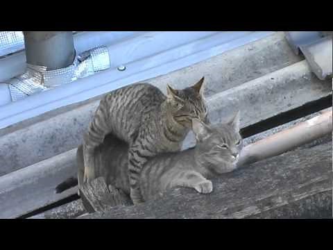 Gatos apareándose - Cats Matting videosucesos.com