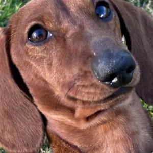 2.6K reactions · 63 shares | O iPhone 15 traz a Dynamic Island, câmera grande-angular de 48 MP e USB-C. Tudo em um vidro resistente colorido por infusão e design em alumínio. Confira! | Fast Shop | Facebook