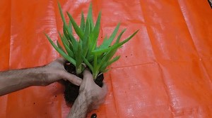 Séparation des petits de l'aloe vera : vidéo de stock (100 % libre de droit) 4003894601 | Shutterstock