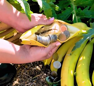 Conseils pour cultiver votre propre jardin ! | Brico Famille