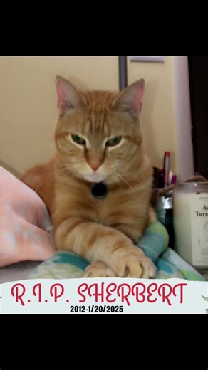 RIP SHERBERT.. Birds, rats, mice, squirrels and rabbits can rest a little easier tonite.. oh and the neighbors Coy fish 🙏🙏🙏🙏🙏😢 | Neutral Drop