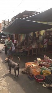 1.8M views · 1.3K reactions | PERUVIAN HAIRLESS DOG Street  @mattshoeyoutube . #peruvianhairlessdog #arispedigree #arispedigreeonline #arispedigreeonline.com #peruviandog | Dogs In The World | Facebook