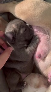 3 babies drinking milk at different stages 💙 First clip is Samuel at 1 week old Second clip is Bonnie at 4 weeks old Third clip is Iris at 6 weeks old We love watching them grow and learn 🐾 | BlueGrass Frenchies