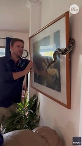 20K views · 531 reactions | A picture is worth a thousand...hisses? This homeowner found out a python was to blame for her drooping wall art. | USA TODAY | Facebook
