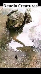 If you see a frog like this, don't get close. Escape immediately. #PoisonDartFrog #ToxicFrogs #WildlifeSafety #AmazonRainforest #DeadlyCreatures #FrogWarning #DangerousAmphibians #AfricanBullfrog #AggressiveFrogs #ClownFrog #WildlifeAwareness #FrogSpecies #JungleSurvival #VenomousAnimals #StaySafeOutdoors #wildanims #frogs #poison #dangerousanimals #snakes #wildlife #PredatorVsPrey #fb #fbyシvideo #fbreels2025ツ | Rahim Sha