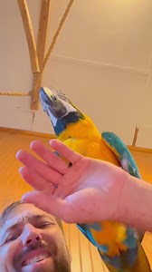 1.6K reactions · 29 shares | Goofy Luffy  | Straw Hat Parrots | Facebook