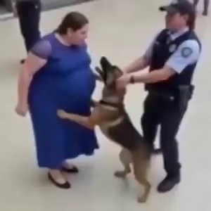 53K views · 53 reactions | “Pregnant Woman Dismissed Dog’s Warnings — Help Arrived Too Late” | Wonderful Life | Facebook