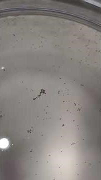 Stage III beavertail fairy shrimps larvae