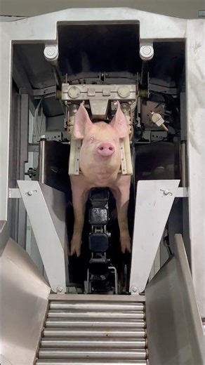 Inside a Slaughterhouse: The Final Walk