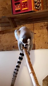 Video by Holly Bradley. | Kentucky Down Under Adventure Zoo | Facebook