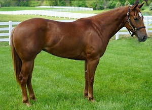 10K views · 184 reactions | Bobby Flame 2 Year Old 2015 AQHA Mare Bobby Starlight x Honorable Flame Barrel/Roping Prospect Big, pretty filly with a nice pedigree! She has about 90 days of riding and is a great barrel or roping prospect. | Lazy L Ranch | Facebook