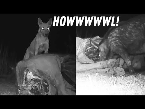 Very Sad Dingo Howling Because He Lost His Buffalo to Feral Pigs!