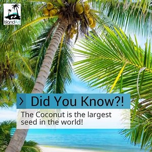 Interesting fact🧐 | Magic Milk Island Art