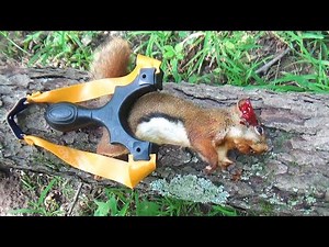 Slingshot Hunting Squirrels