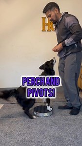 The Ultimate Target Tool 🎯 Turn your perch or platform into a target! 🎯 One of the most versatile uses for perches and platforms is target training. Whether you’re building a solid front position, reinforcing a stay, or perfecting your send-outs, having a consistent and clear target spot speeds up learning. 🏆 Benefits: ✅ Precise positioning in obedience & rally ✅ Confident, clean skills in agility & IGP ✅ Stronger duration behaviours What’s your go-to use for platforms? Share your training wi