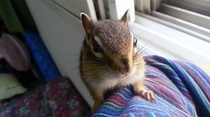 Chipmunk chirping sounds