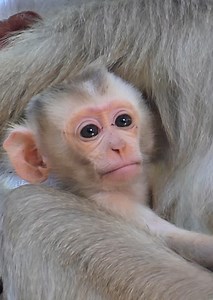 Really Lovely baby monkey jovi, Monkey joyce take care baby monkey jovi more drink milk on the tree, lovely baby monkey. | Lovely Monkey