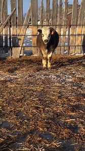 1.2K views · 27 reactions | #belgianblue #colorfulcalf #calves #cattle #ranching #naminganimals #albertabeef #roancattle #lipstickonacalf #calf #yearlings | Barefootviews | Facebook