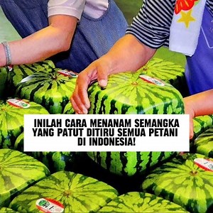 67K views · 619 reactions | Indonesia perlu meniru cara bertani...