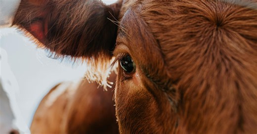 Minnesota dairy farmers on the lookout after South Dakota herd tests positive for bird flu