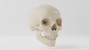 Human Skull Augmented Reality (AR) 3D Model