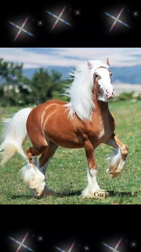 Beautiful Horses Displaying Stunning Colors and Elegance