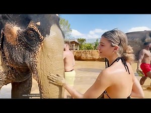ASMR WITH ELEPHANTS!