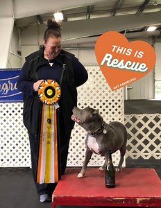 Jeffrey, The Positively Peaceful Pit Bull on Reels