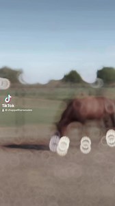 ✨Gunna Miss A Star✨Hip #305 | NRHA earner | Selling in foal to Shiners Voodoo Dr | 2015 mare by Gunnatrashya x Coronas Missin Star (PE $317,000 | Non-pro derby champion). #reining #broodmare #mare #infoal #reiner #horse #horses #chappellhorsesales #gunnatrashya #nrha #shinersvoodoodr #chappellranch #horsesoftiktok #agha #fy #foryourpage NRHA Futurity Sale. Nrha | Chappell Horse Sales