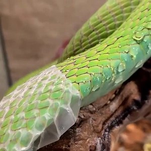 How Snakes change skin. Did you know Snakes have beautiful Skin? | The Beauty of Nature