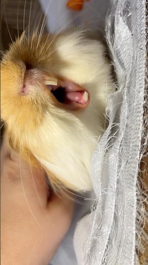Adorable Guinea Pig Yawning — Too Cute!