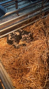 49K views · 2.4K reactions | Farmer Rob is lambing live now at Cannon Hall Farm where our 70 pregnant ewes and six inches of snow are making farm life somewhat challenging. | Cannon Hall Farm | Facebook