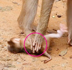 Oh God Help Why No Reason Mom Pull And Kick Her Tiny Baby Monkey Push To The Ground Like That | Monkey Daily TV