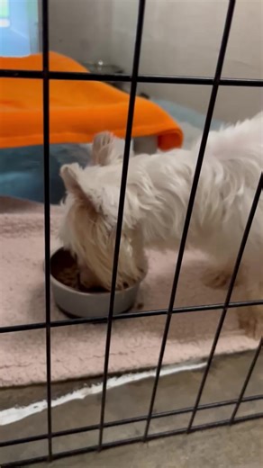 Faithful Friends Animal Sanctuary, Salisbury NC on Reels