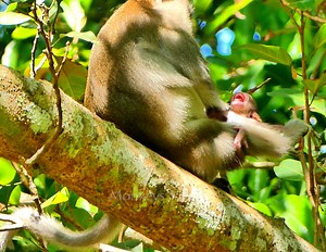 Oh God help! mom Anna atta(ck) bea(t) block milk & block hug_ newborn Arian cr(ying) sie(zures) terrible scream call help by terrible hur(t) & difficuIt untiI weakness_ looks so pitiful... #MonkeysSurvival | Monkeys Survival