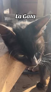 I saw Esmeralda today incase anyone sees Pablo 😂…UTV #fyp #lagata #utv #telenovela | Ten Gey