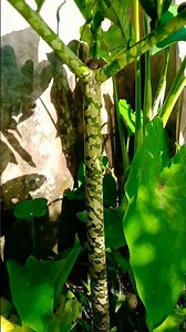 Amorphophallus konjac
