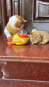 5.5K views · 56 reactions | Cats LOVE This Treat-Dispensing Track Toy!  #CatToys #CatTreats #CatLickingMat #CatLickingToy #CatLover #CatMom #CatDad #CatVideo #CatEnrichment #HappyCat #FunnyPets #PetTikTok #CatsOfInstagram #chats #Katzen #gatti #gatos #katten #γάτες #koty | Pawpycupcat | Facebook