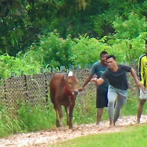 264K views · 1K reactions | Suasana Latihan Karapan Sapi Di Lap Asemanis Pamekasan. Bagian 40 | Kerapan Sapi Madura | Facebook