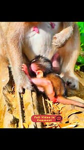 737K views · 6.6K reactions | Newborn Cries as Button Blocks Feeding | Nature Life | Facebook