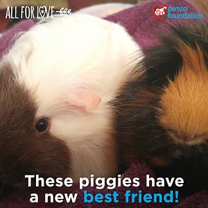 2.6K views · 104 reactions | After one sweet gesture of friendship, everything changed for Ellen. #PetcoFamily | Petco Love | Facebook