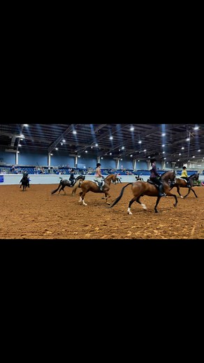 15 beautiful horses in the Morgan Hunter Pleasure Junior Exhibitor Championship! | Route 66 Morgan Classic